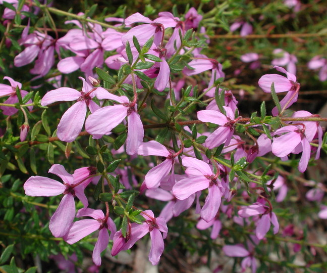 Tetratheca thymifolia