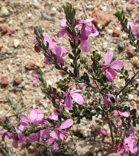 Tetratheca glandulosa