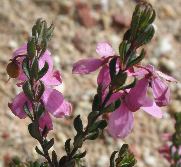 Tetratheca glandulosa