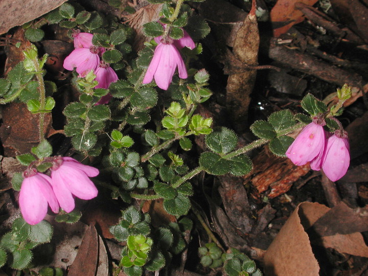 Tetratheca ciliata