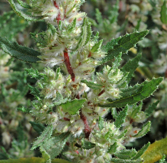 Forskohlea angustifolia