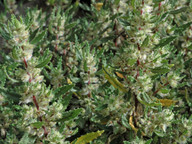 Forskohlea angustifolia