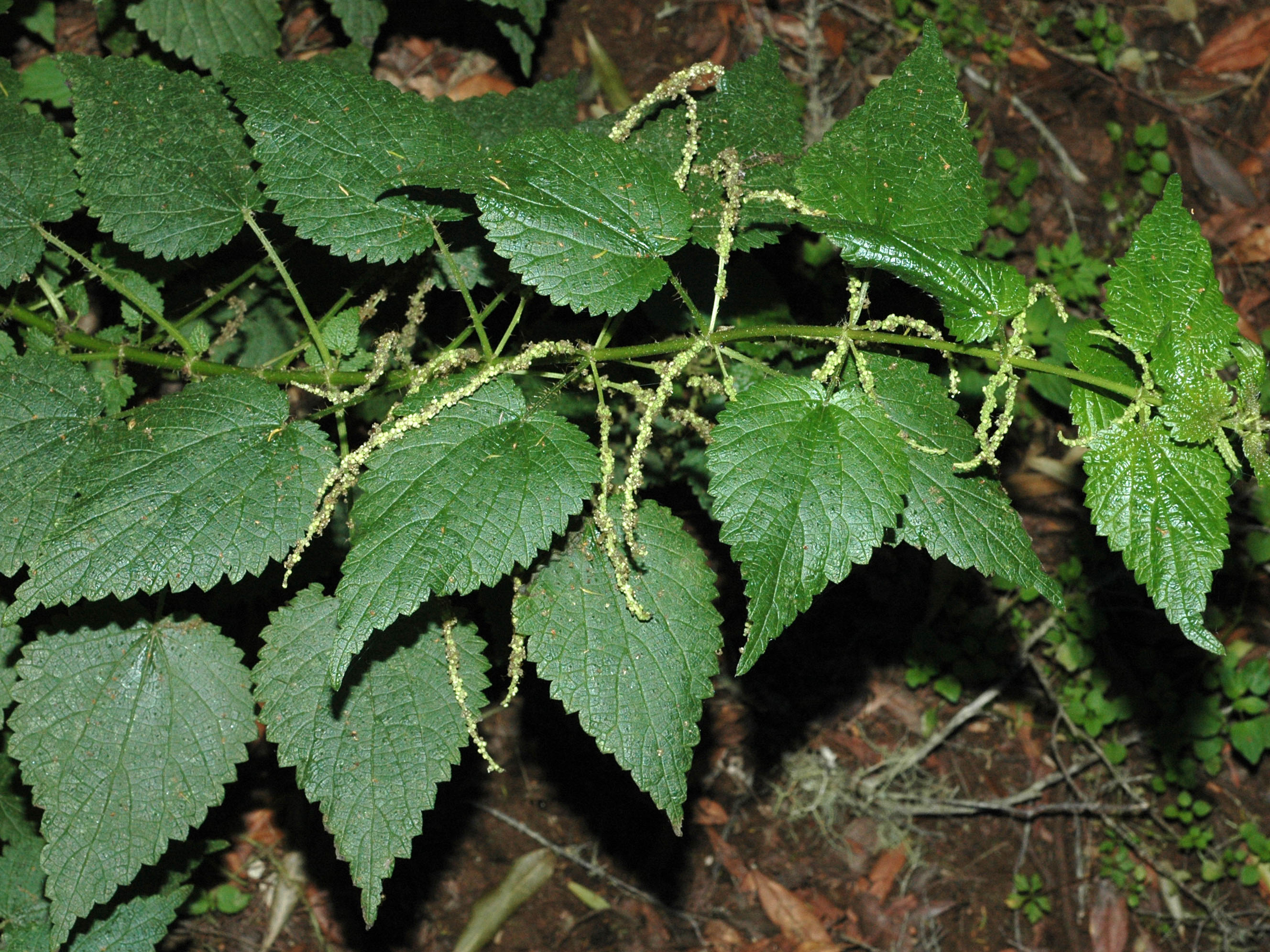 Urtica morifolia
