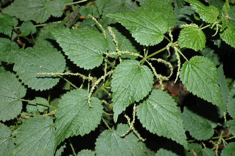 Urtica morifolia