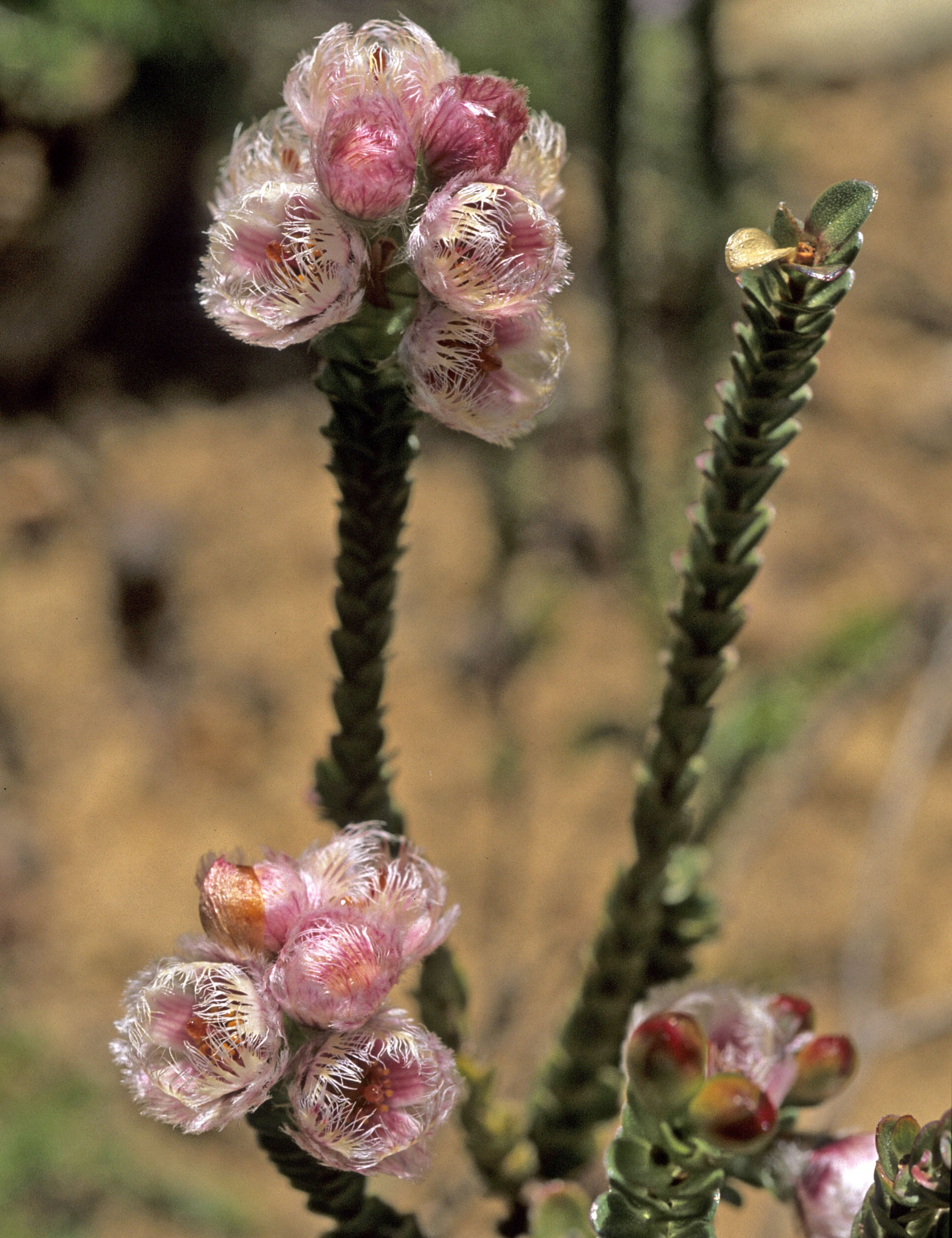 Verticordia ovatifolia