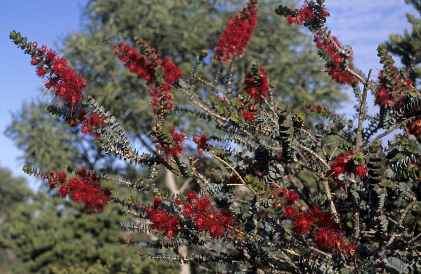 Verticordia grandis