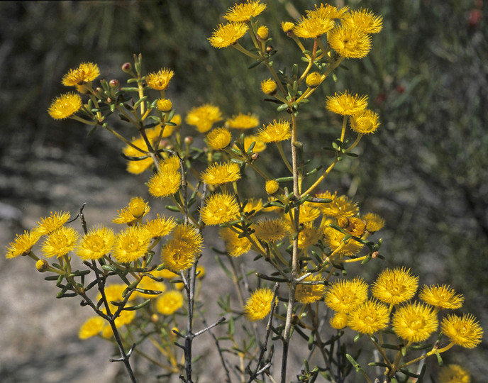 Verticordia chrysantha