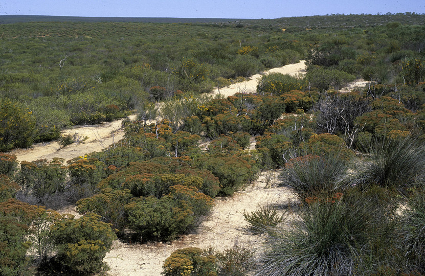 Verticordia polytricha