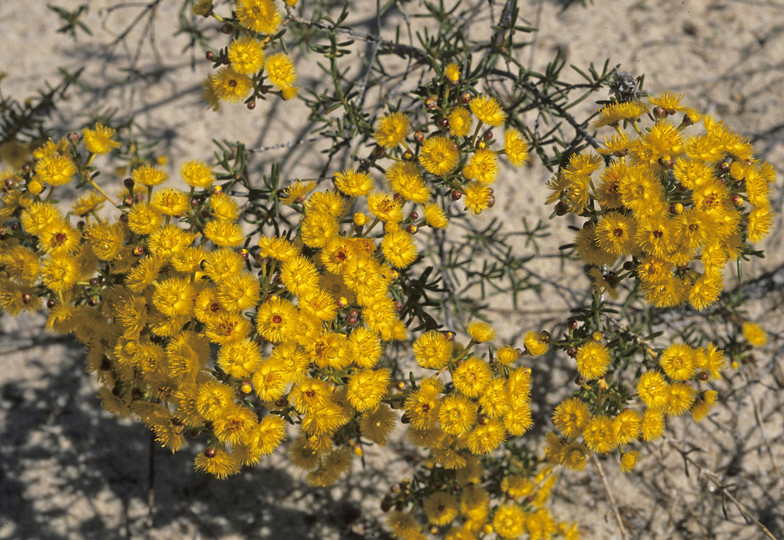 Verticordia chrysantha