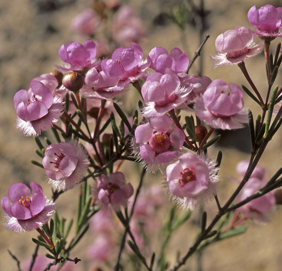 Verticordia picta