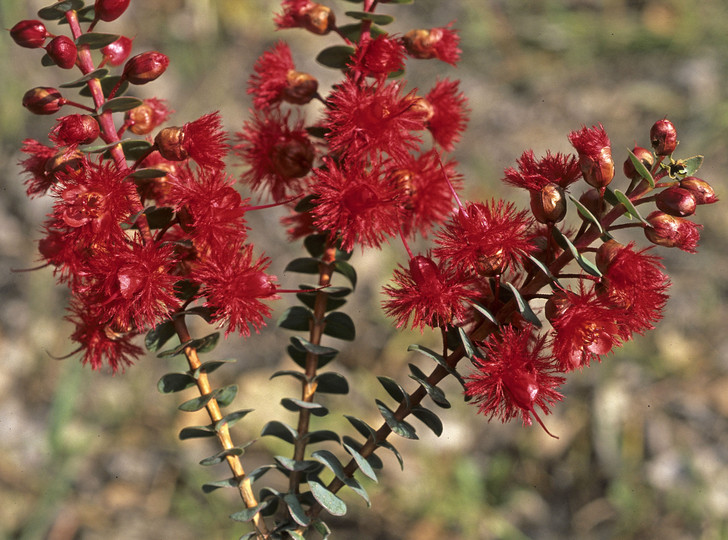 Verticordia grandis