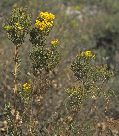 Verticordia nitens