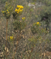 Verticordia nitens