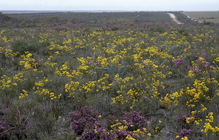 Verticordia chrysantha