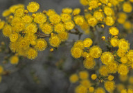 Verticordia chrysantha