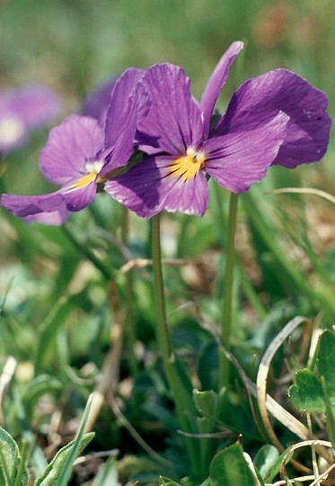 Viola calcarata