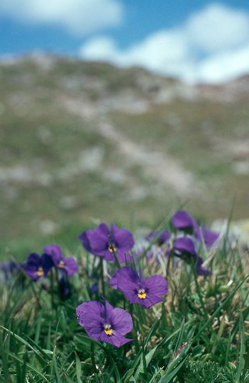 Viola calcarata