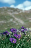 Viola calcarata