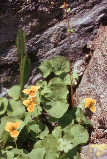 Viola biflora