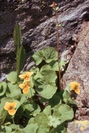 Viola biflora