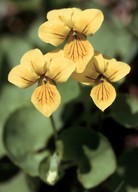 Viola biflora