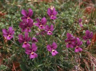 Viola dubyana