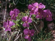 Viola calcarata