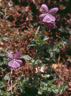 Viola cornuta