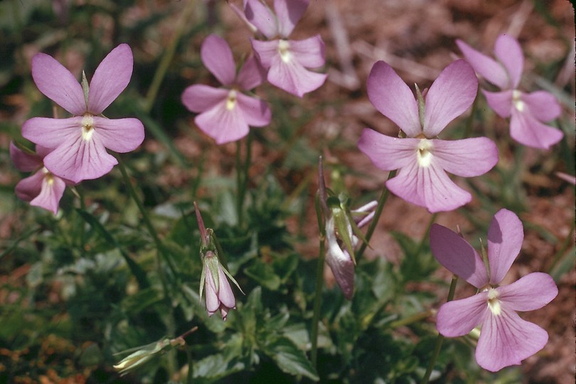 Viola cornuta