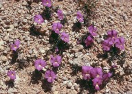 Viola cenisia