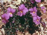 Viola cenisia