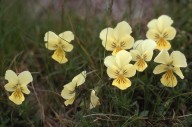 Viola alpestris