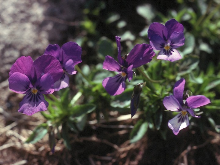 Viola dacica?