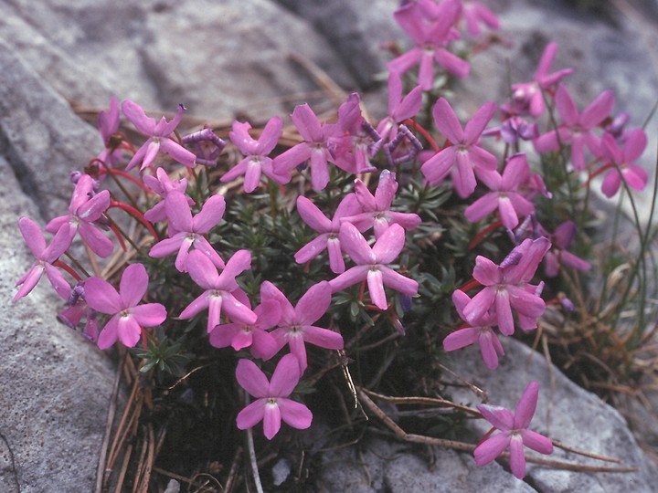 Viola delphinantha