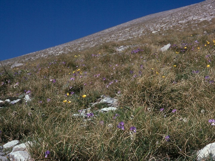 Viola graeca