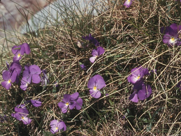 Viola graeca