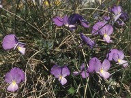 Viola graeca