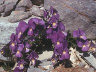 Viola graeca