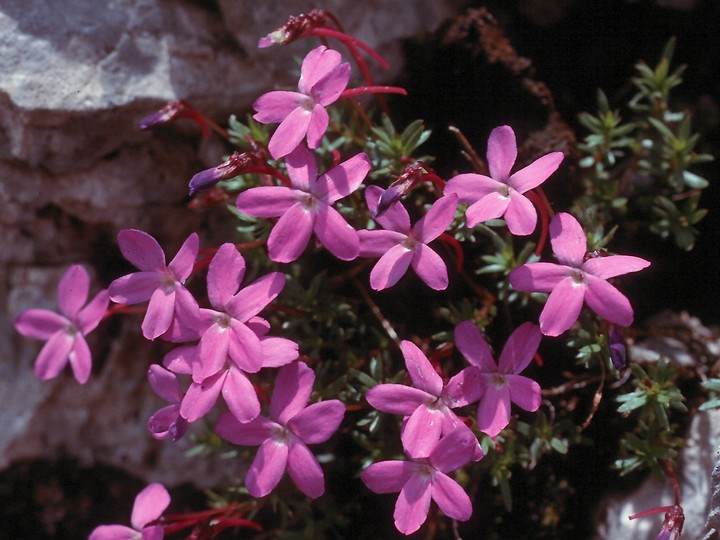 Viola delphinantha