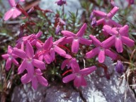 Viola delphinantha