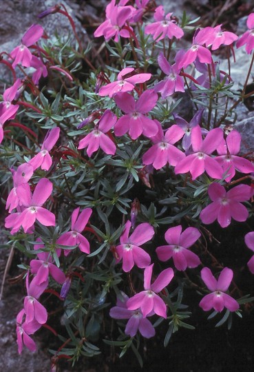 Viola delphinantha