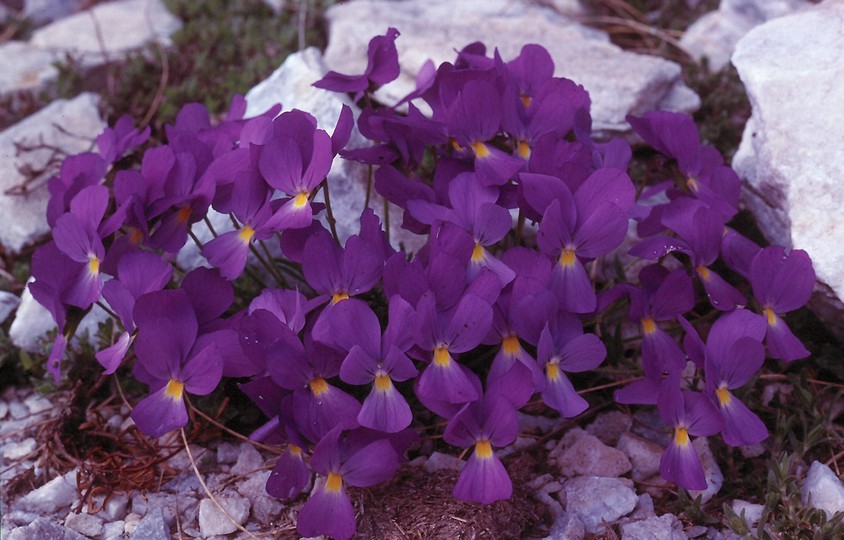 Viola gracilis?