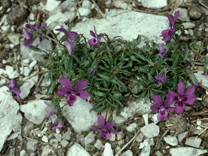 Viola dubyana