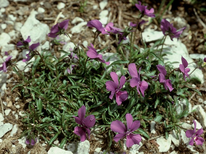 Viola dubyana