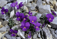 Viola cenisia