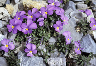 Viola cenisia