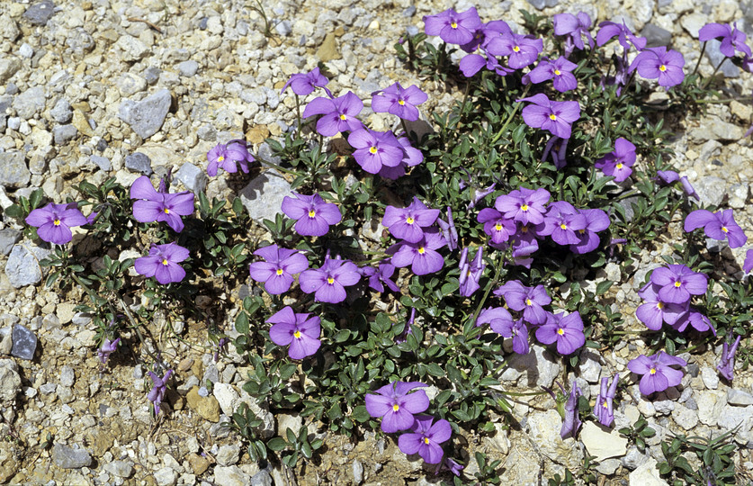 Viola cenisia