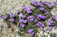 Viola cenisia