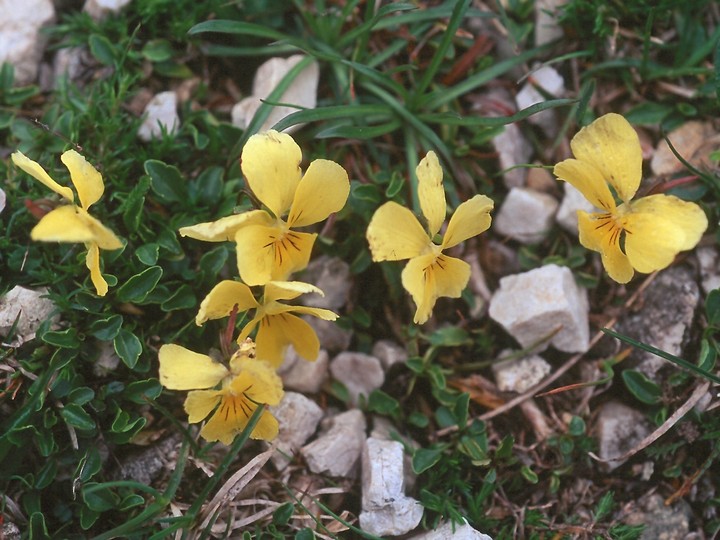 Viola alpestris