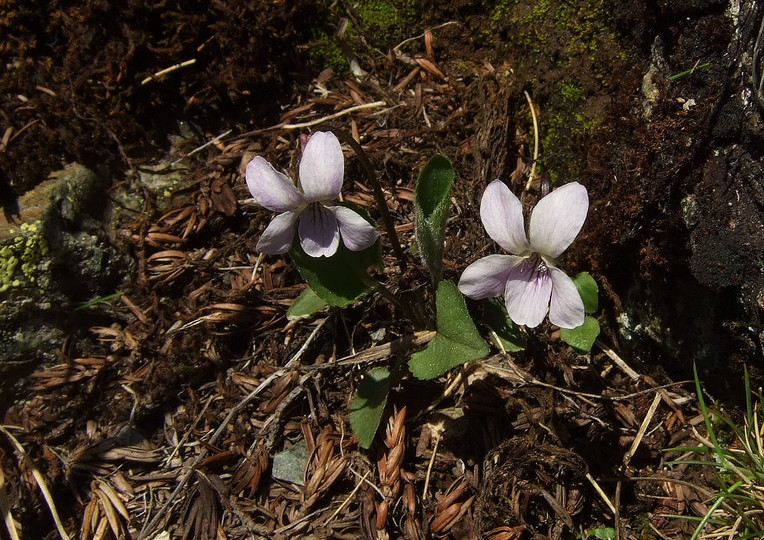 Viola thomasiana